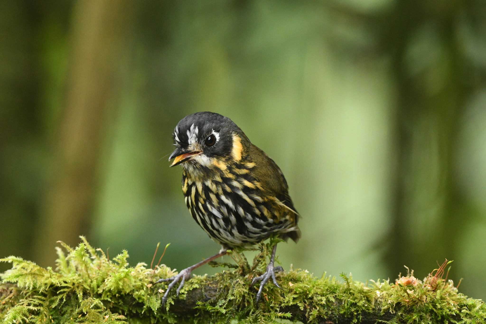 Crescent-faced Antpitta (Grallaricula lineifrons), photo 7