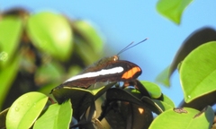 Adelpha paraena massilia