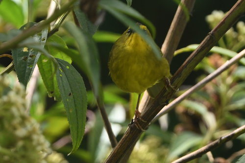 Black-crested Warbler (Myiothlypis nigrocristata), photo 4