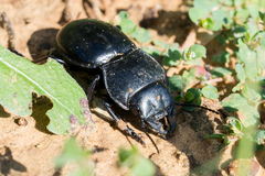 Pasimachus californicus