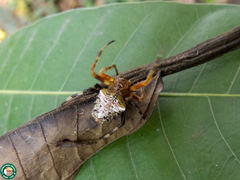 Verrucosa meridionalis