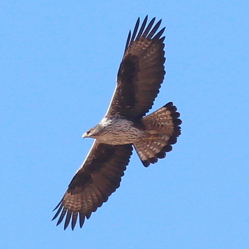 Habichtsadler (Aquila fasciata)