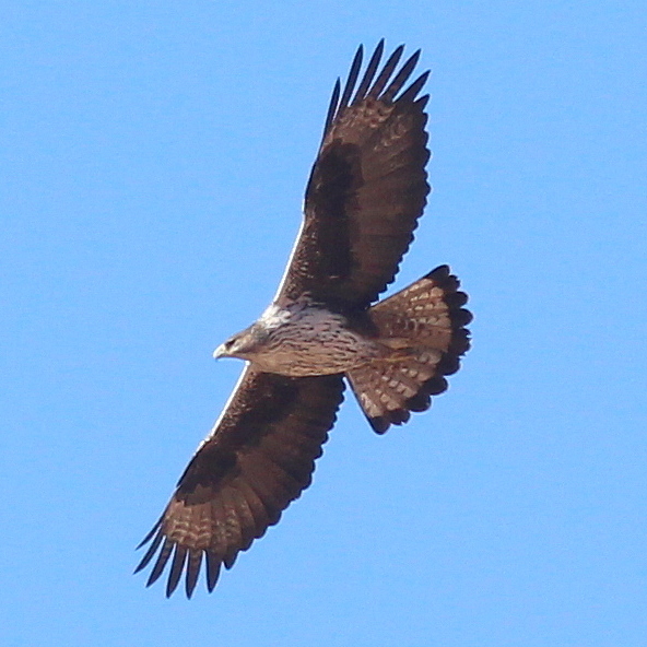 Bonelli's Eagle (Aquila fasciata)