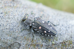 Chrysobothris octocola