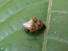 Verrucosa meridionalis