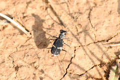 Cicindela schauppii