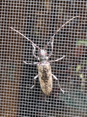 Monochamus maculosus