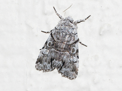 Sympistis chionanthi