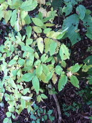 Lonicera canadensis
