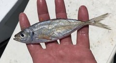 Selar crumenophthalmus