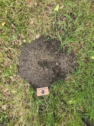 European Mole, Maarn, Netherlands, photo 6 of 10
