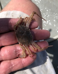 Achelous spinicarpus