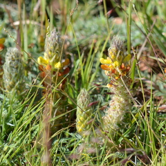 Dalea prostrata