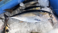 Thunnus atlanticus