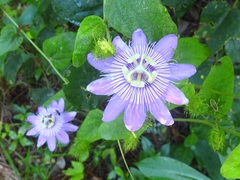 Passiflora urbaniana