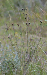 Porophyllum linaria