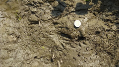 Myocastor coypus