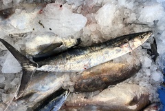 Scomberomorus cavalla