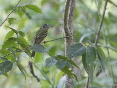 Leptopogon superciliaris