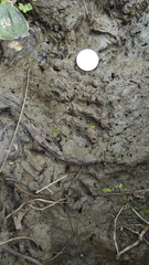 Myocastor coypus