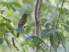 Leptopogon superciliaris