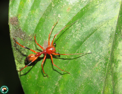 Myrmecium