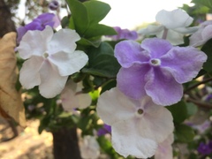 Brunfelsia australis