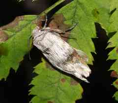 Lithomoia germana