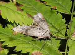 Lithomoia germana