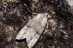 Lithomoia germana