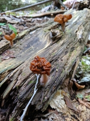 Gyromitra