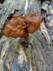 Gyromitra
