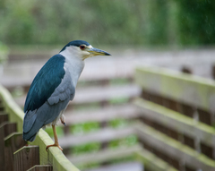 Nycticorax nycticorax image