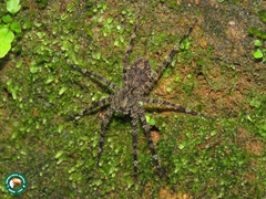 Enoploctenus cyclothorax