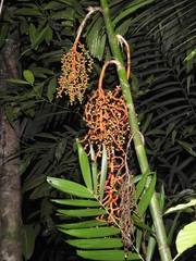 Chamaedorea tepejilote