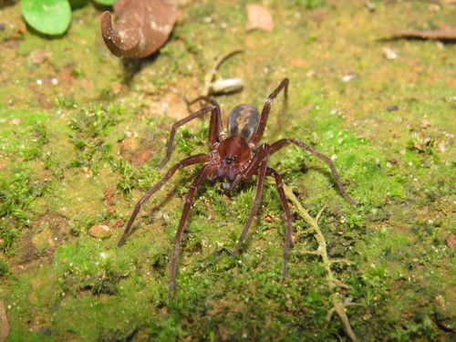Isoctenus coxalis