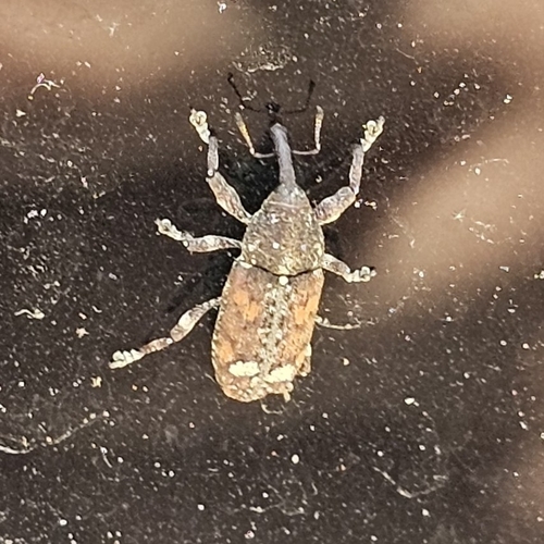 White Pine Weevil photo 3