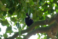 Prosthemadera novaeseelandiae novaeseelandiae
