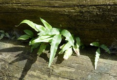 Pteris cretica