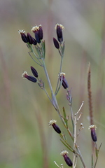 Porophyllum linaria