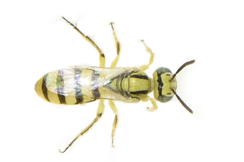 Fairy Bees