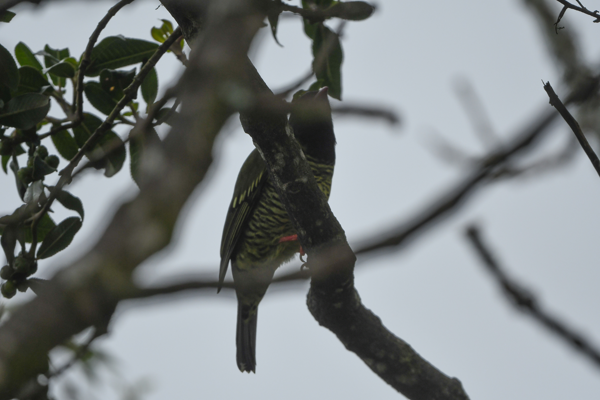Barred Fruiteater (Pipreola arcuata), photo 8