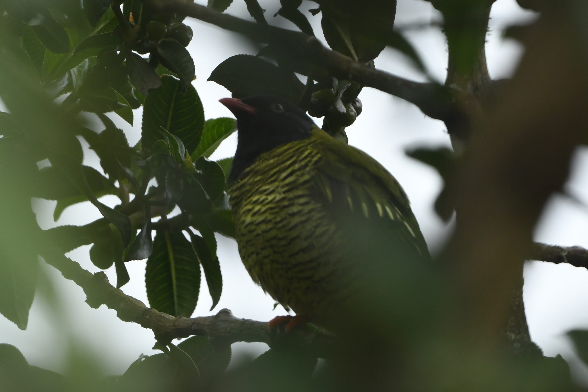 Barred Fruiteater (Pipreola arcuata), photo 9