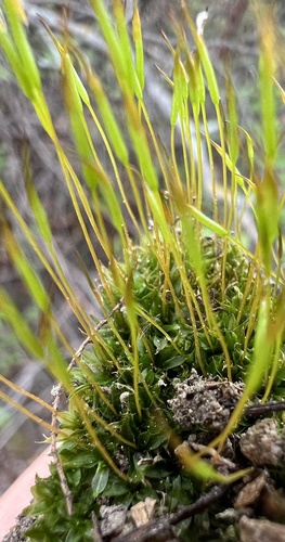 Mucronate Screw Moss