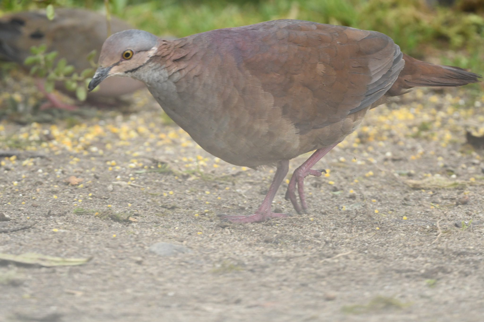 White-throated Quail-Dove (Zentrygon frenata), photo 10