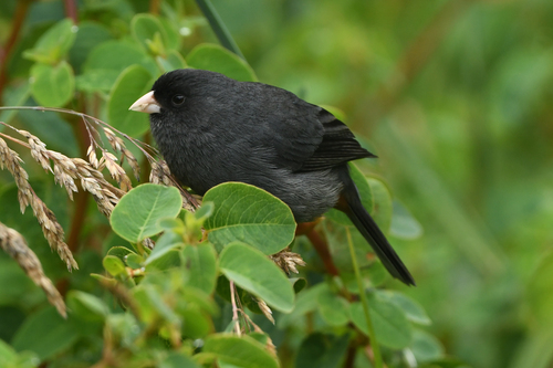 Paramo Seedeater (Catamenia homochroa), photo 4