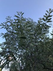Elaeagnus angustifolia