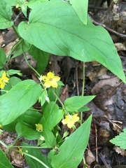 Lysimachia tonsa