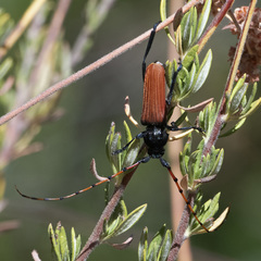 Tragidion annulatum