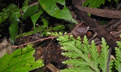 Pseudosermyle phalangiphora